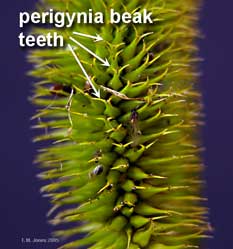 perigynia_beak_teeth