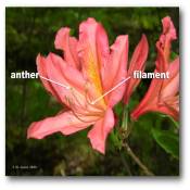anther_filament
