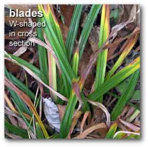 blade_plicate