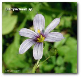 sysirhynchium