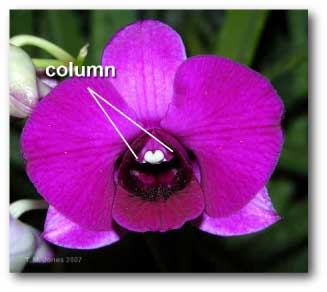 column_orchid