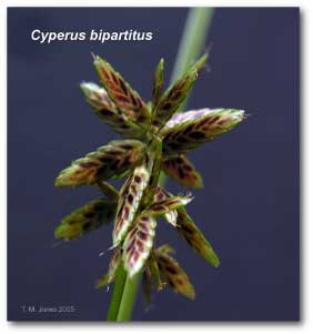 cyperus_bipartitus
