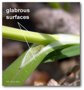 glabrous_carex