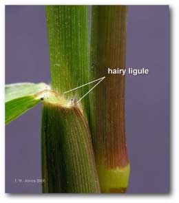 hairy_ligule