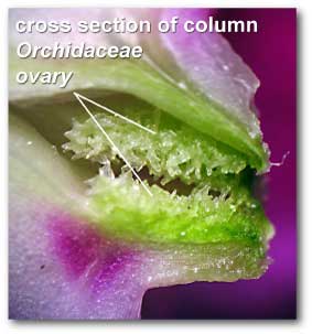 ovary_cross_section