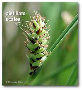 pistillate_scale