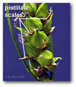 pistillate_scales