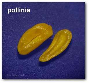 pollinia