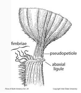 pseudopetiole