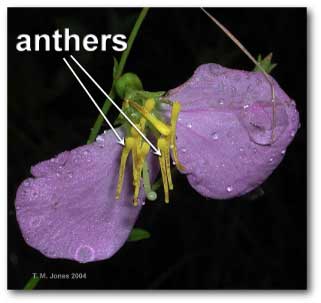 rhexia_anther