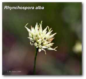 rhychospora_alba