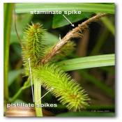 staminate_pistillate_spikes