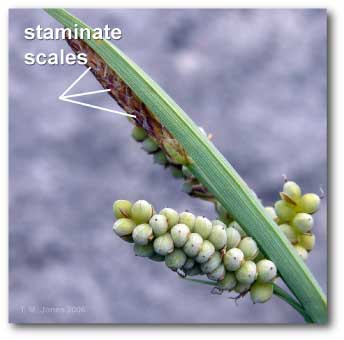 staminate_scale